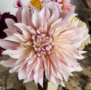 Meet your Posher, Susan